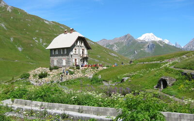 Chanousia Botanischer Alpengarten