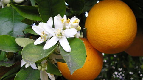 Reifende Bergamotte Orangen