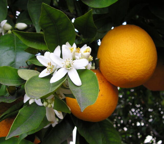 Reifende Bergamotte Orangen