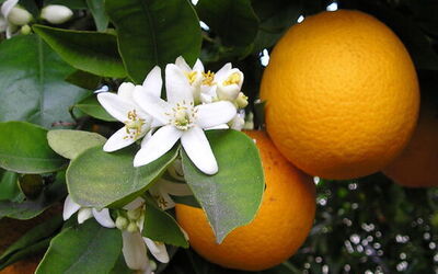 Reifende Bergamotte Orangen