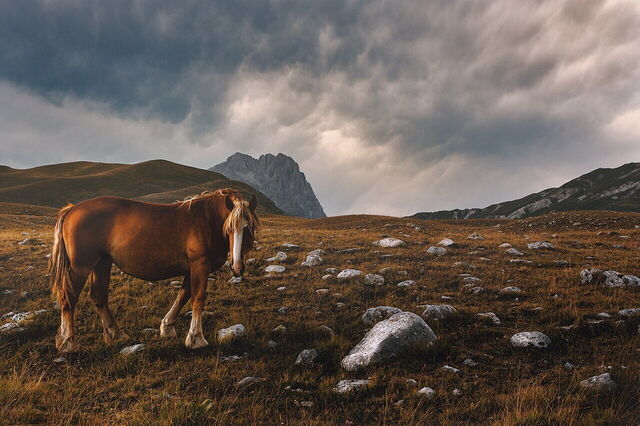 Ein Pferd im Gran Sasso und Monti della Laga Nationalpark