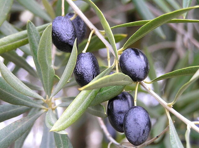 Reife schwarze Oliven.