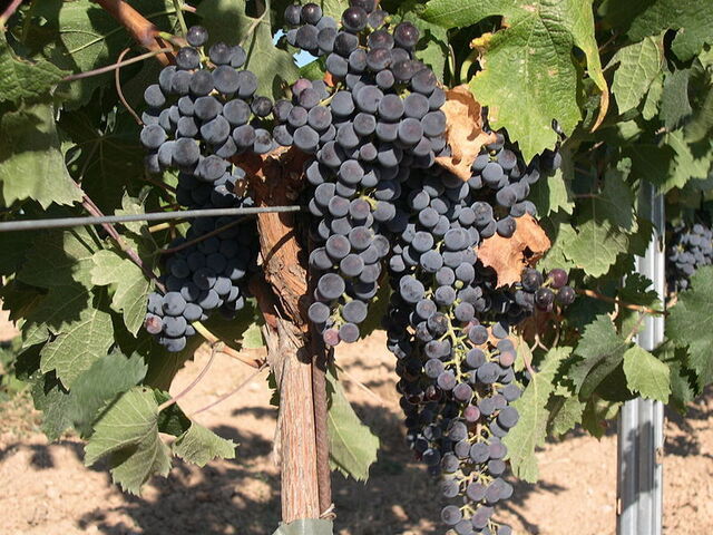 Nahaufnahme der beliebten Merlot Traube
