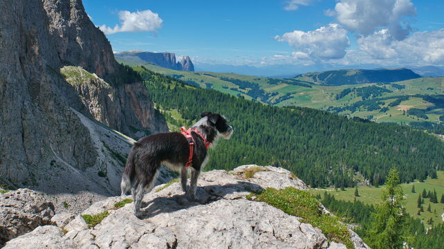 Mit einem Hund in den Dolomiten wandern