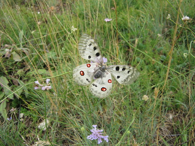 Apollofalter in Gran Sasso