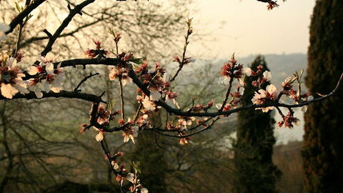Parco Giardino Sigurtà, Kirschblüten