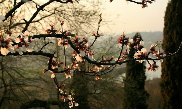 Parco Giardino Sigurtà, Kirschblüten