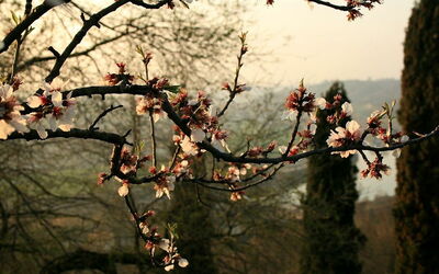 Parco Giardino Sigurtà, Kirschblüten