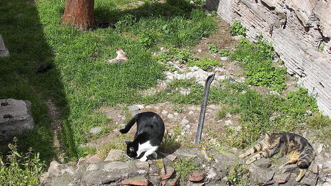 Die Katzen von Torre Argentina