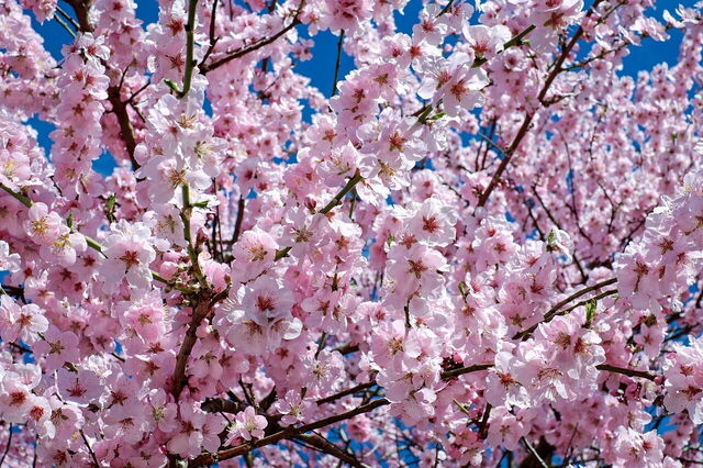 Kirschblüten