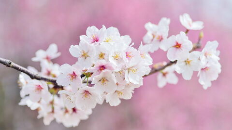 Kirschblüten