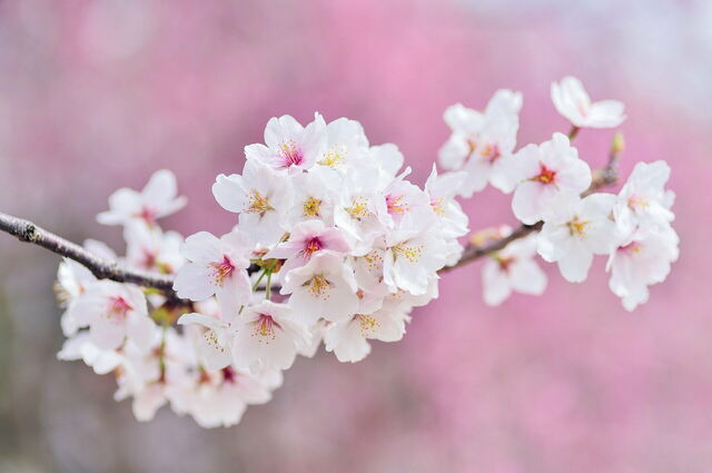 Kirschblüten