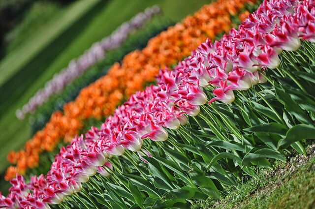Tulpen