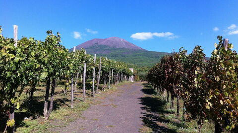 Weinberg am Fuße des Vesuvius