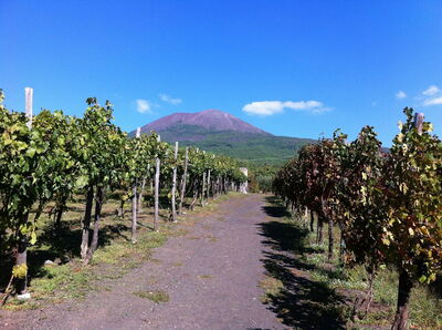 Weinberg am Fuße des Vesuvius
