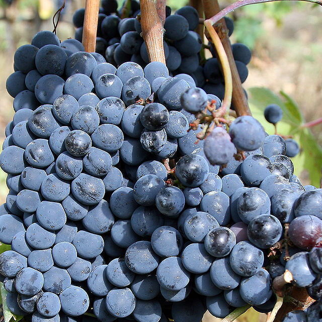 Weintrauben für den Chianti Wein