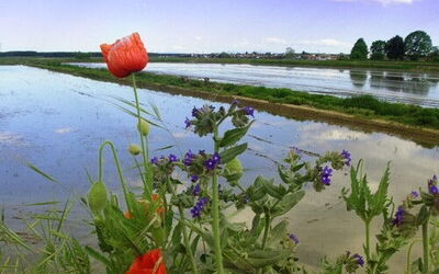 Reisfelder im Piemont