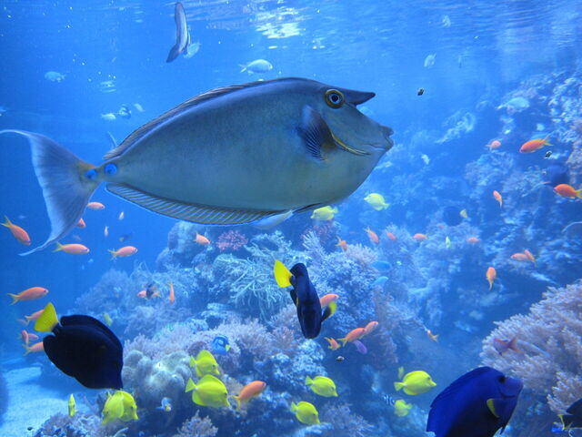 Aquarium, Genua