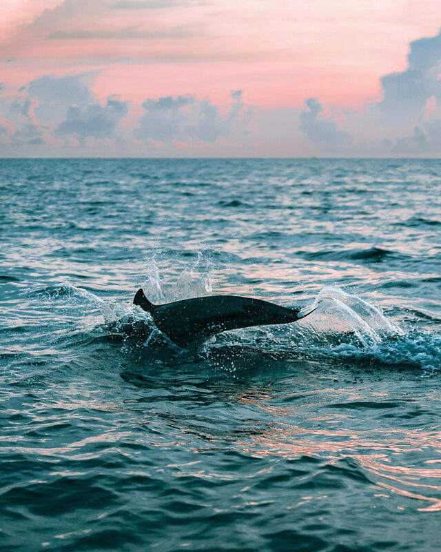 Ein Delfin im Wasser
