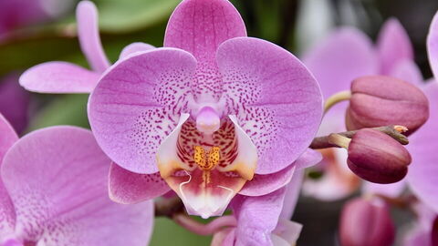 Orchidee