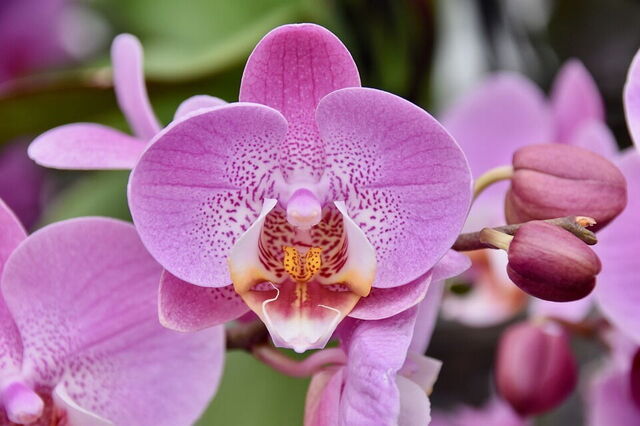 Orchidee