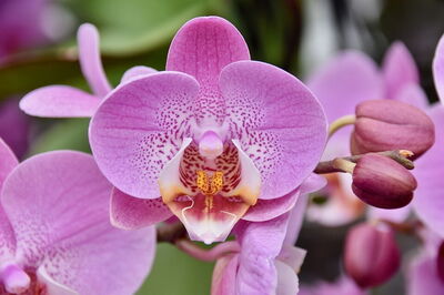 Orchidee