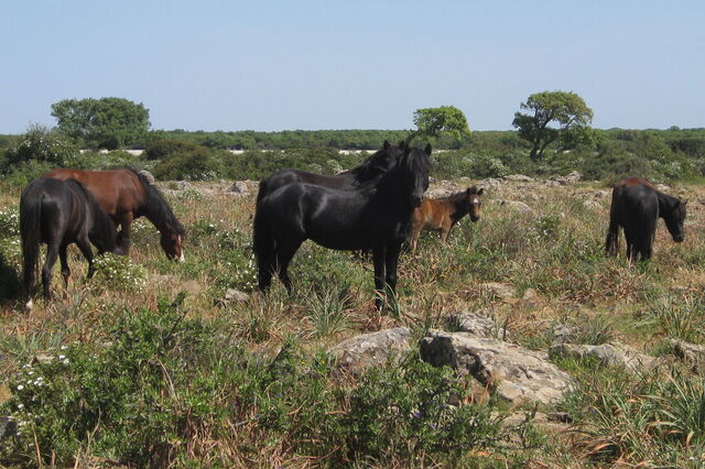 Wildpferde, Giara di Gesturi