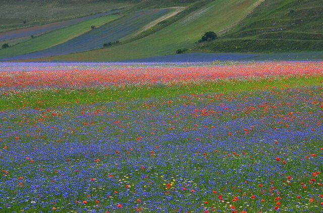 Piani di Castelluccio, Blüten