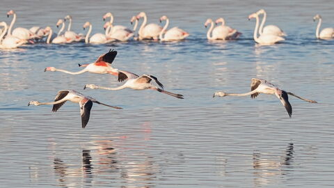 Flamingos