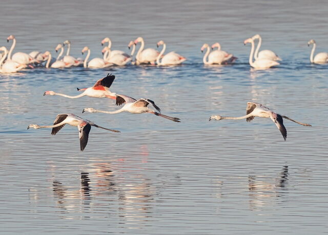 Flamingos