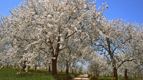 Kirschblüten, Vignola