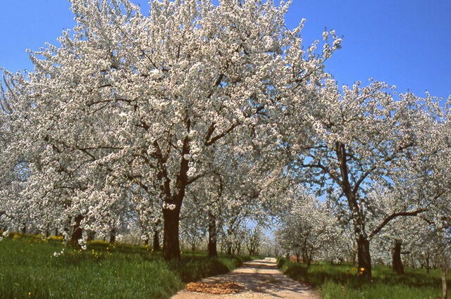Kirschblüten, Vignola