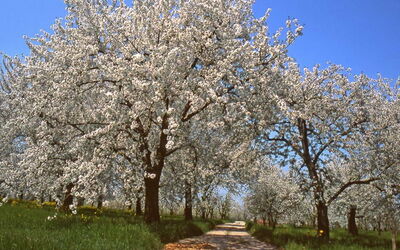 Kirschblüten, Vignola