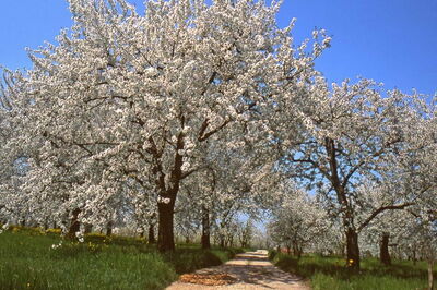Kirschblüten, Vignola