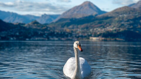 Ein Schwan in Varenna