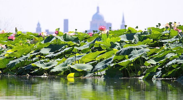 Lotusinsel