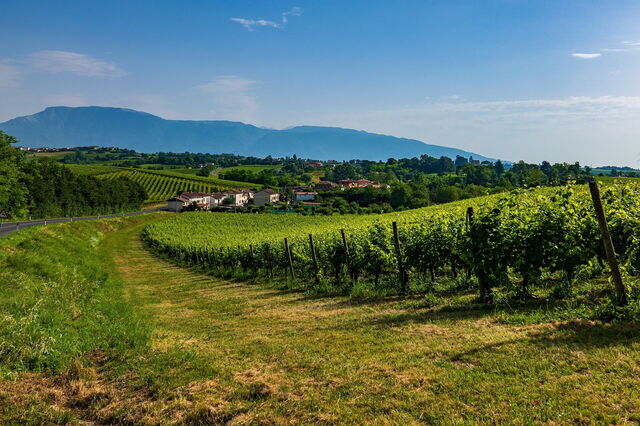 Weinberge in Venetien