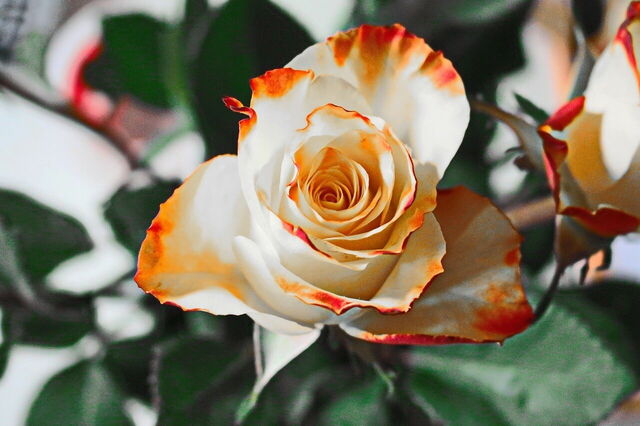 Rose