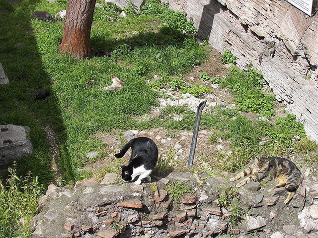 Die Katzen am Torre Argentina