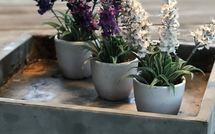 Bild vorgelegt von den Gästen von Villa Flora 