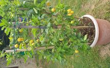 Bild vorgelegt von den Gästen von Batticapo di Ilaria 