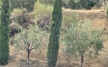 Bild vorgelegt von den Gästen von Casa Cervognano 