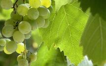 Bild vorgelegt von den Gästen von Villa Marina 