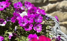 Bild vorgelegt von den Gästen von Villa Marina 