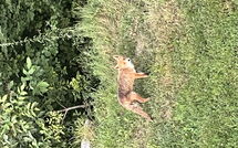 Bild vorgelegt von den Gästen von Alpe 