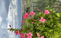 Bild vorgelegt von den Gästen von Villa Solaria 