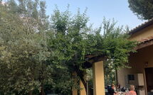 Bild vorgelegt von den Gästen von Poggio Cuccule 