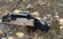 Bild vorgelegt von den Gästen von Von Salis 