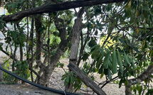 Bild vorgelegt von den Gästen von Von Salis 