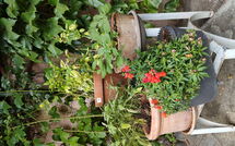 Bild vorgelegt von den Gästen von Dei Ciliegi 